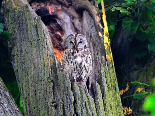 Puszczyk (ang. Tawny Owl, łac. Strix aluco) - 6997- Fotografia Przyrodnicza - WlodekSmardz.pl