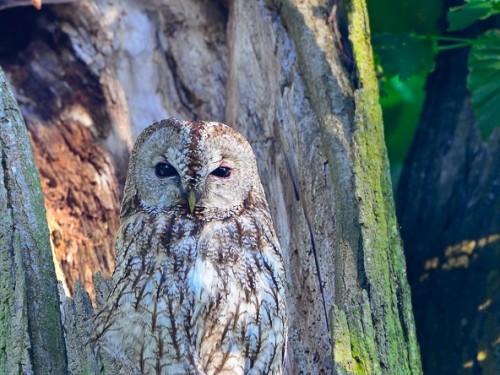 Puszczyk (ang. Tawny Owl, łac. Strix aluco)- Fotografia Przyrodnicza - WlodekSmardz.pl