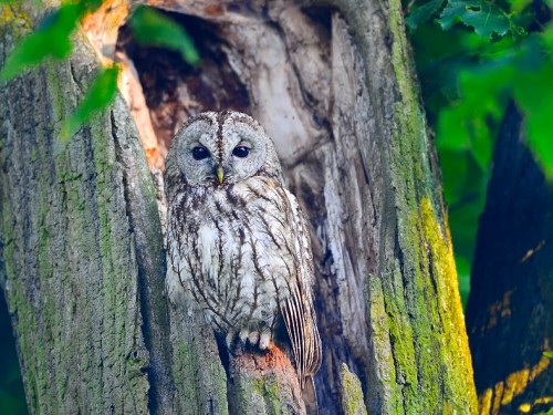 Puszczyk (ang. Tawny Owl, łac. Strix aluco) - 7489- Fotografia Przyrodnicza - WlodekSmardz.pl