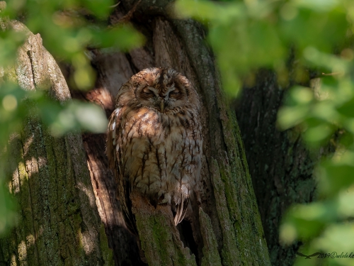 Puszczyk (ang. Tawny Owl, łac. Strix aluco) - 3405- Fotografia Przyrodnicza - WlodekSmardz.pl