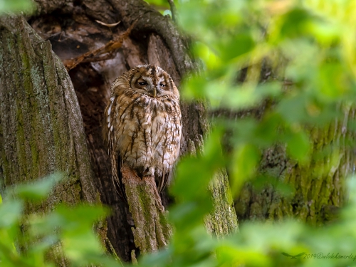 Puszczyk (ang. Tawny Owl, łac. Strix aluco) - 1400- Fotografia Przyrodnicza - WlodekSmardz.pl