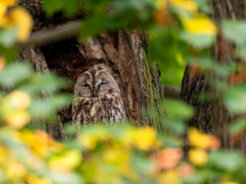 Puszczyk (ang. Tawny Owl, łac. Strix aluco) - 0460- Fotografia Przyrodnicza - WlodekSmardz.pl