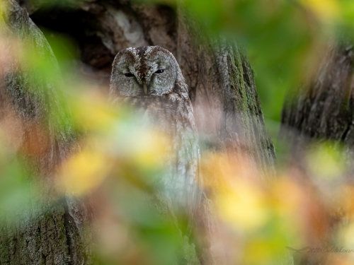 Puszczyk (ang. Tawny Owl, łac. Strix aluco) - 0447- Fotografia Przyrodnicza - WlodekSmardz.pl
