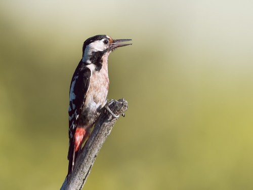 Dzięcioł białoszyi (ang. Syrian Woodpecker łac. Dendrocopos syriacus) 3116 - Fotografia Przyrodnicza - WlodekSmardz.pl