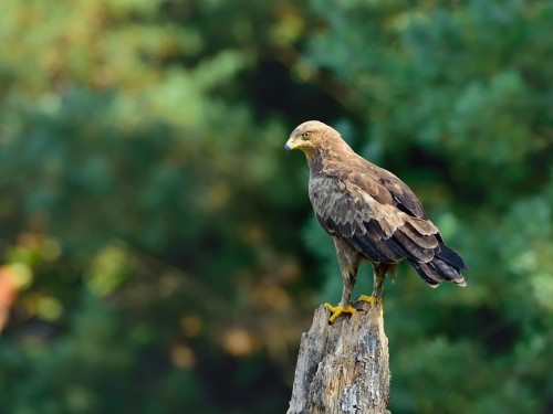 Orlik krzykliwy (ang. Lesser Spotted Eagle, łac. Clanga pomarina) - 1420- Fotografia Przyrodnicza - WlodekSmardz.pl