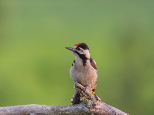 Dzięcioł białoszyi (ang. Syrian Woodpecker łac. Dendrocopos syriacus) 3587 - Fotografia Przyrodnicza - WlodekSmardz.pl
