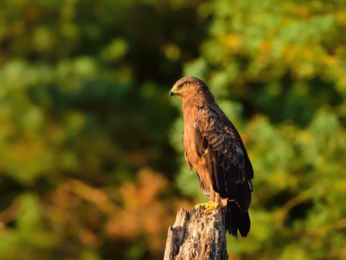 Orlik krzykliwy (ang. Lesser Spotted Eagle, łac. Clanga pomarina) - 1126- Fotografia Przyrodnicza - WlodekSmardz.pl