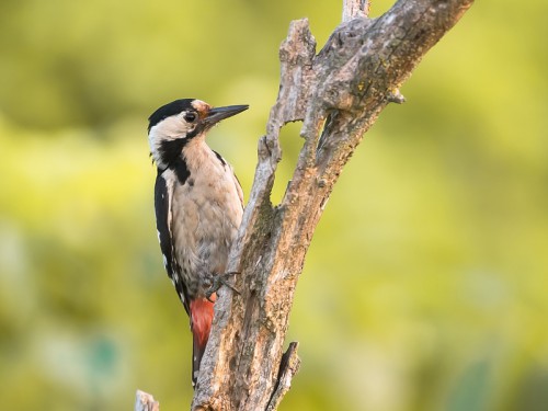 Dzięcioł białoszyi (ang. Syrian Woodpecker łac. Dendrocopos syriacus) 3551 - Fotografia Przyrodnicza - WlodekSmardz.pl