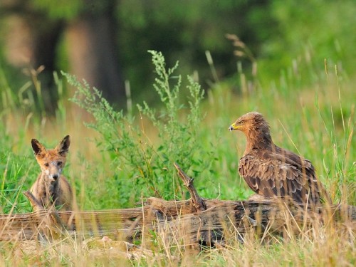 Orlik krzykliwy (ang. Lesser Spotted Eagle, łac. Clanga pomarina) - 4923- Fotografia Przyrodnicza - WlodekSmardz.pl