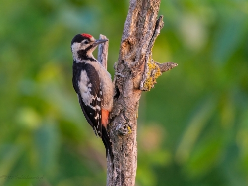 Dzięcioł białoszyi (ang. Syrian Woodpecker łac. Dendrocopos syriacus) 3555 - Fotografia Przyrodnicza - WlodekSmardz.pl