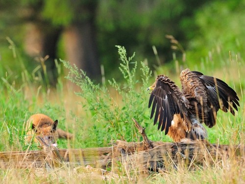 Orlik krzykliwy (ang. Lesser Spotted Eagle, łac. Clanga pomarina) - 4946- Fotografia Przyrodnicza - WlodekSmardz.pl