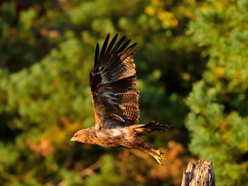 Orlik krzykliwy (ang. Lesser Spotted Eagle, łac. Clanga pomarina) - 1161- Fotografia Przyrodnicza - WlodekSmardz.pl
