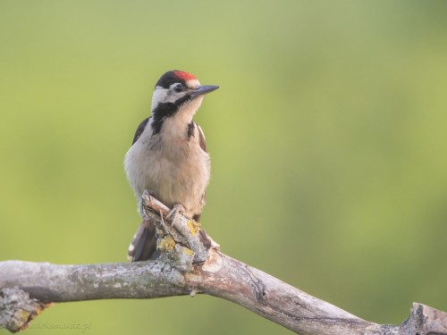 Dzięcioł białoszyi (ang. Syrian Woodpecker łac. Dendrocopos syriacus) 3600 - Fotografia Przyrodnicza - WlodekSmardz.pl