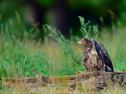 Orlik krzykliwy (ang. Lesser Spotted Eagle, łac. Clanga pomarina) - 0650- Fotografia Przyrodnicza - WlodekSmardz.pl