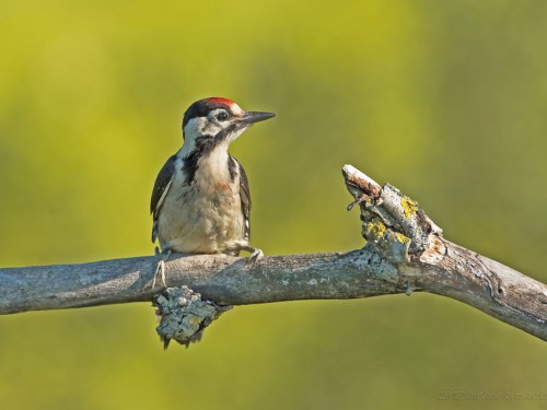 Dzięcioł białoszyi (ang. Syrian Woodpecker łac. Dendrocopos syriacus) 3167 - Fotografia Przyrodnicza - WlodekSmardz.pl