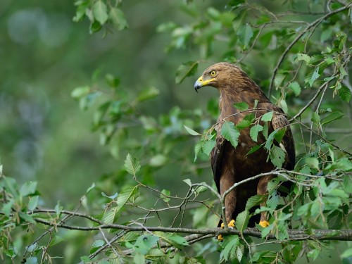 Orlik krzykliwy (ang. Lesser Spotted Eagle, łac. Clanga pomarina) - 0997- Fotografia Przyrodnicza - WlodekSmardz.pl