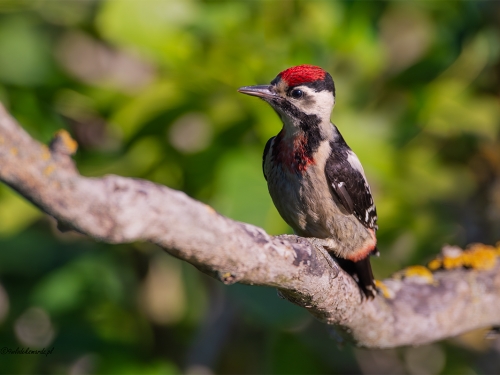Dzięcioł białoszyi (ang. Syrian Woodpecker łac. Dendrocopos syriacus) - 3057 - Fotografia Przyrodnicza - WlodekSmardz.pl