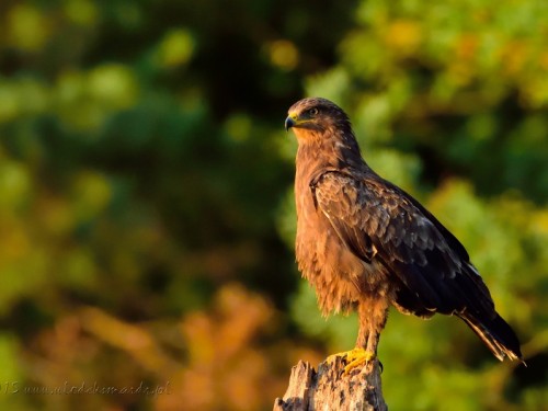 Orlik krzykliwy (ang. Lesser Spotted Eagle, łac. Clanga pomarina) - 1146- Fotografia Przyrodnicza - WlodekSmardz.pl