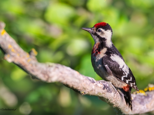 Dzięcioł białoszyi (ang. Syrian Woodpecker łac. Dendrocopos syriacus) - 3069 - Fotografia Przyrodnicza - WlodekSmardz.pl
