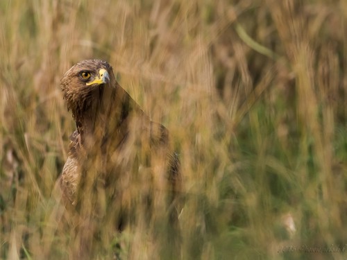 Orlik krzykliwy (ang. Lesser Spotted Eagle, łac. Clanga pomarina) - 1792- Fotografia Przyrodnicza - WlodekSmardz.pl