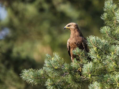 Orlik krzykliwy (ang. Lesser Spotted Eagle, łac. Clanga pomarina) - 2177- Fotografia Przyrodnicza - WlodekSmardz.pl