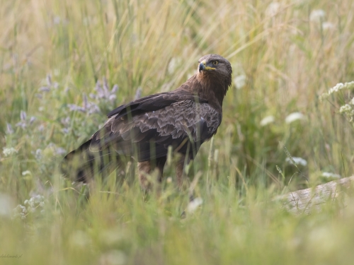 Orlik krzykliwy (ang. Lesser Spotted Eagle, łac. Clanga pomarina) - 12510- Fotografia Przyrodnicza - WlodekSmardz.pl