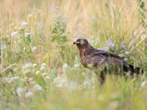 Orlik krzykliwy (ang. Lesser Spotted Eagle, łac. Clanga pomarina) - 2658- Fotografia Przyrodnicza - WlodekSmardz.pl