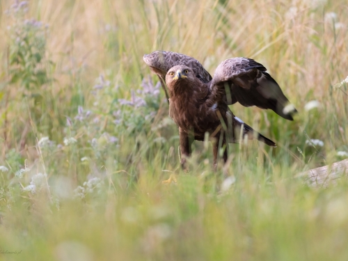 Orlik krzykliwy (ang. Lesser Spotted Eagle, łac. Clanga pomarina) - 2732- Fotografia Przyrodnicza - WlodekSmardz.pl