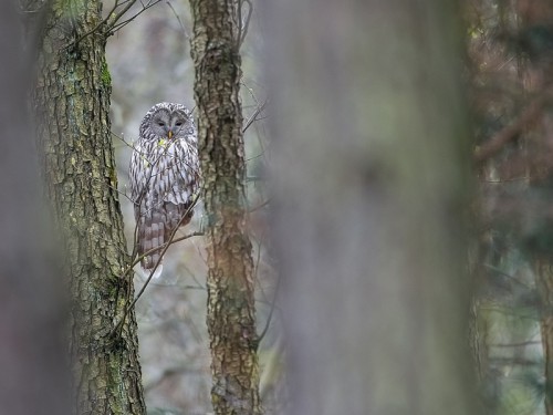 Puszczyk (ang. Ural Owl, łac. Strix uralensis) - 7998 - Fotografia Przyrodnicza - WlodekSmardz.pl
