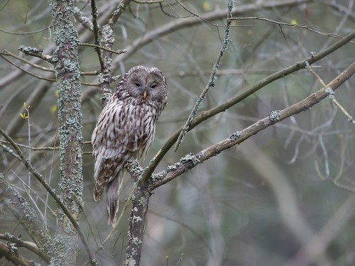 Puszczyk (ang. Ural Owl, łac. Strix uralensis) - 8191 - Fotografia Przyrodnicza - WlodekSmardz.pl