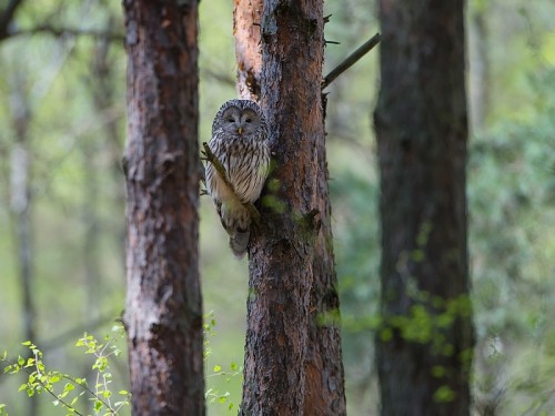 Puszczyk (ang. Ural Owl, łac. Strix uralensis) - 8099 - Fotografia Przyrodnicza - WlodekSmardz.pl