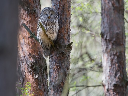 Puszczyk (ang. Ural Owl, łac. Strix uralensis) - 8081 - Fotografia Przyrodnicza - WlodekSmardz.pl