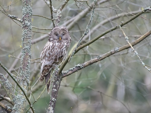 Puszczyk (ang. Ural Owl, łac. Strix uralensis) - 8243 - Fotografia Przyrodnicza - WlodekSmardz.pl