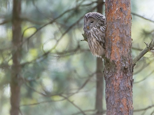 Puszczyk (ang. Ural Owl, łac. Strix uralensis) - 8026 - Fotografia Przyrodnicza - WlodekSmardz.pl
