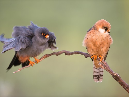 Kobczyk (ang. Red-footed Falcon łac. Falco vespertinus) 8613 - Fotografia Przyrodnicza - WlodekSmardz.pl