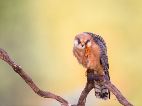 Kobczyk (ang. Red-footed Falcon łac. Falco vespertinus) 8627- Fotografia Przyrodnicza - WlodekSmardz.pl