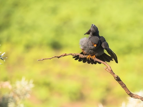 Kobczyk (ang. Red-footed Falcon łac. Falco vespertinus) 9350 - Fotografia Przyrodnicza - WlodekSmardz.pl