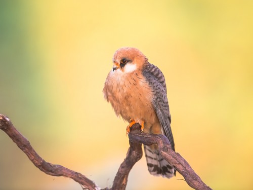 Kobczyk (ang. Red-footed Falcon łac. Falco vespertinus) 8618 - Fotografia Przyrodnicza - WlodekSmardz.pl