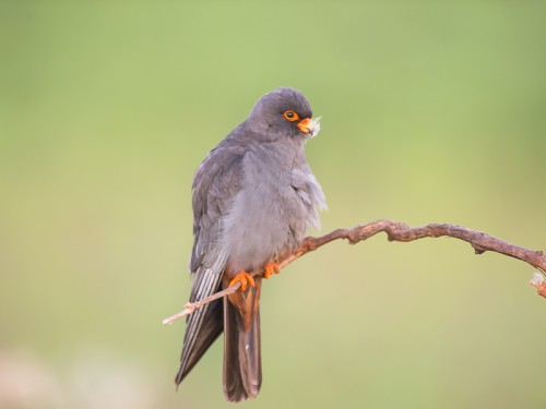 Kobczyk (ang. Red-footed Falcon łac. Falco vespertinus) 8644 - Fotografia Przyrodnicza - WlodekSmardz.pl