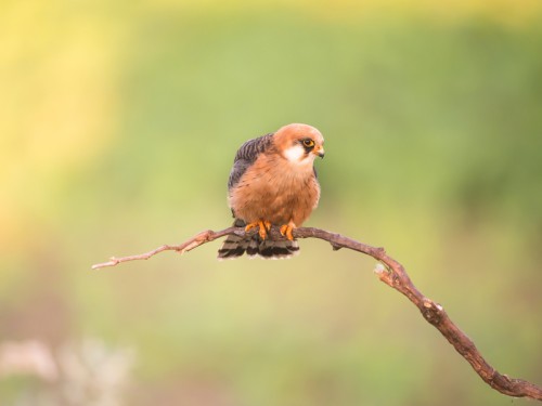 Kobczyk (ang. Red-footed Falcon łac. Falco vespertinus) 8694 - Fotografia Przyrodnicza - WlodekSmardz.pl