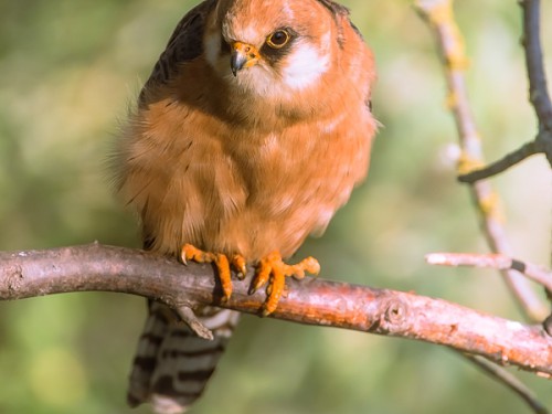 Kobczyk (ang. Red-footed Falcon łac. Falco vespertinus) 9023 - Fotografia Przyrodnicza - WlodekSmardz.pl