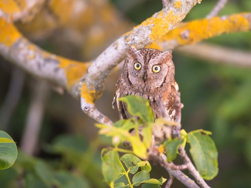 Syczek (ang. Scops Owl łac. Otus scops ) 2670 - Fotografia Przyrodnicza - WlodekSmardz.pl