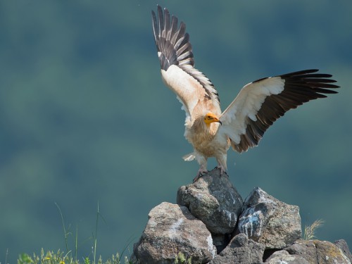 Ścierwnik (ang. Egyptian Vulture łac. Neophron percnopterus) 1680 - Fotografia Przyrodnicza - WlodekSmardz.pl