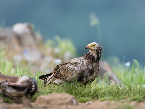 Ścierwnik (ang. Egyptian Vulture łac. Neophron percnopterus) 1125 - Fotografia Przyrodnicza - WlodekSmardz.pl