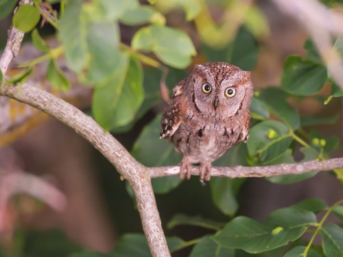 Syczek (ang. Scops Owl łac. Otus scops ) 2557 - Fotografia Przyrodnicza - WlodekSmardz.pl