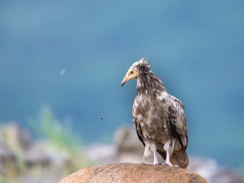 Ścierwnik (ang. Egyptian Vulture łac. Neophron percnopterus) 1129 - Fotografia Przyrodnicza - WlodekSmardz.pl