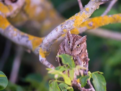 Syczek (ang. Scops Owl łac. Otus scops ) 2571 - Fotografia Przyrodnicza - WlodekSmardz.pl