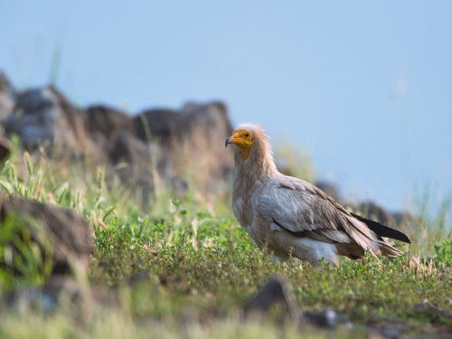 Ścierwnik (ang. Egyptian Vulture łac. Neophron percnopterus) 1257 - Fotografia Przyrodnicza - WlodekSmardz.pl