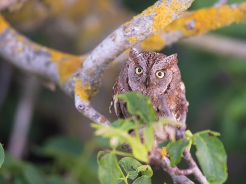 Syczek (ang. Scops Owl łac. Otus scops ) 2606 - Fotografia Przyrodnicza - WlodekSmardz.pl