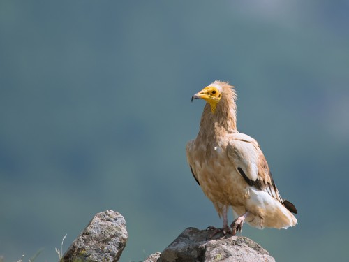 Ścierwnik (ang. Egyptian Vulture łac. Neophron percnopterus) 1635 - Fotografia Przyrodnicza - WlodekSmardz.pl